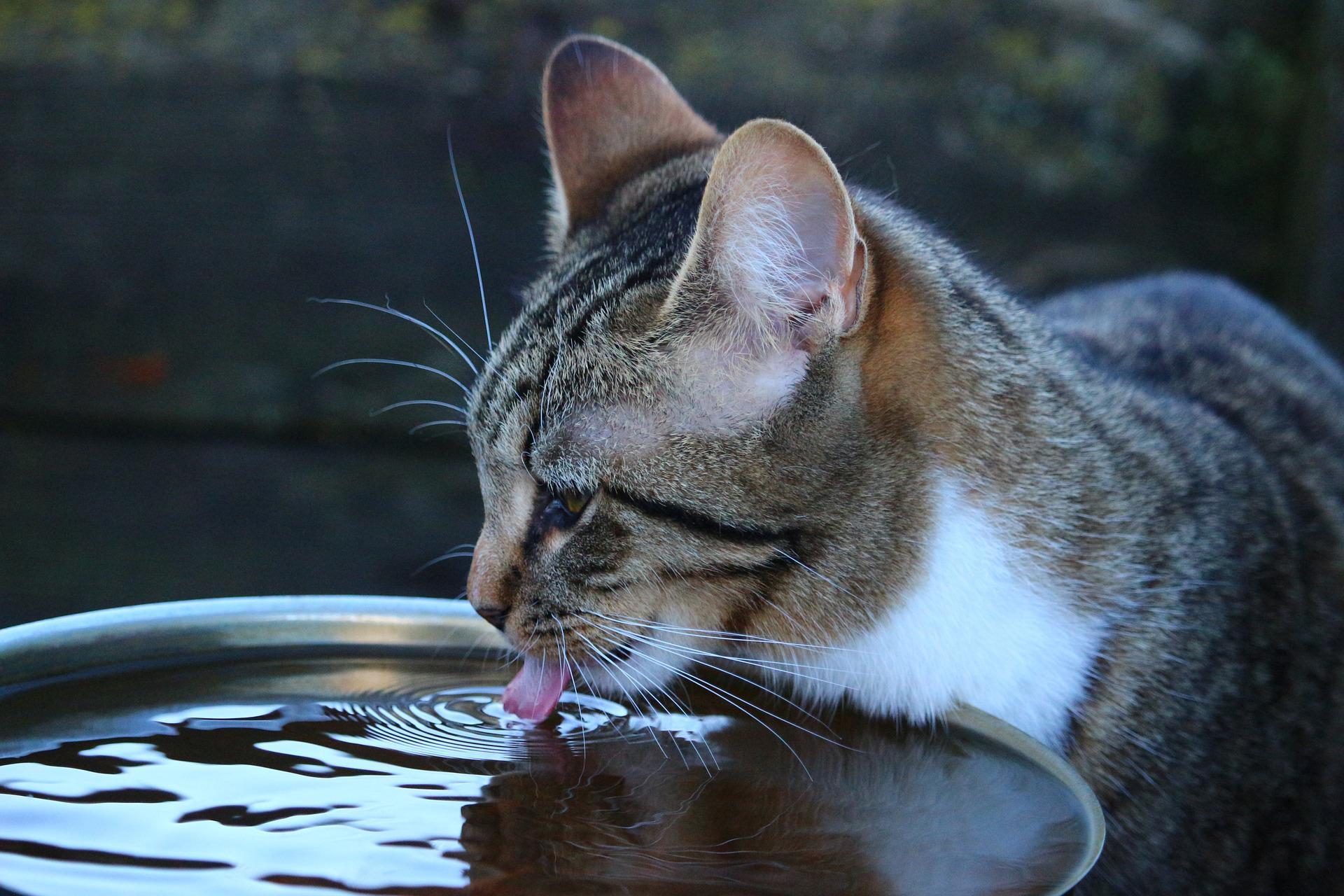 Katzen zum Trinken animieren – so geht es