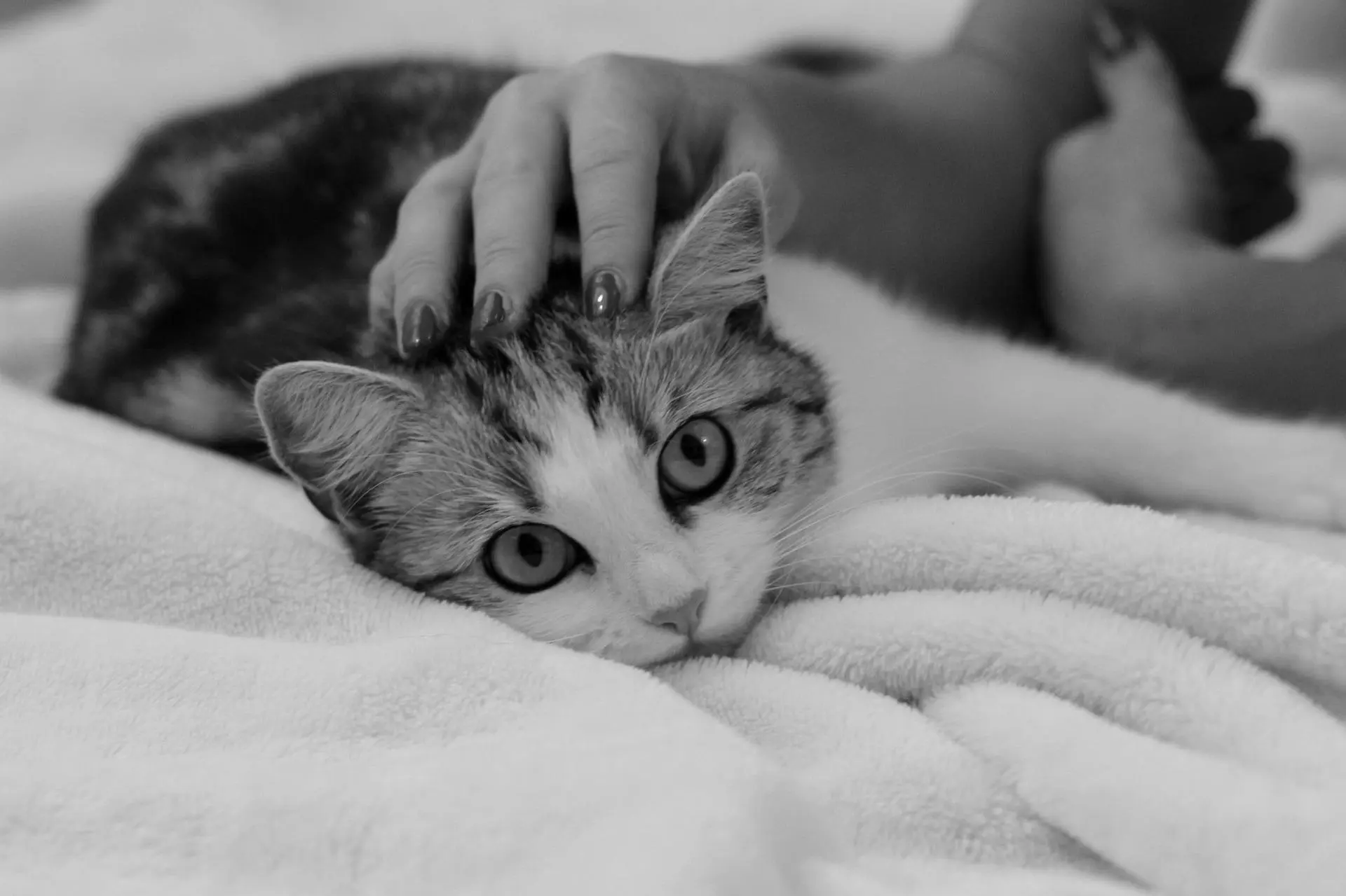 Katzen: Freunde fürs Leben